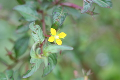 Ludwigia hyssopifolia